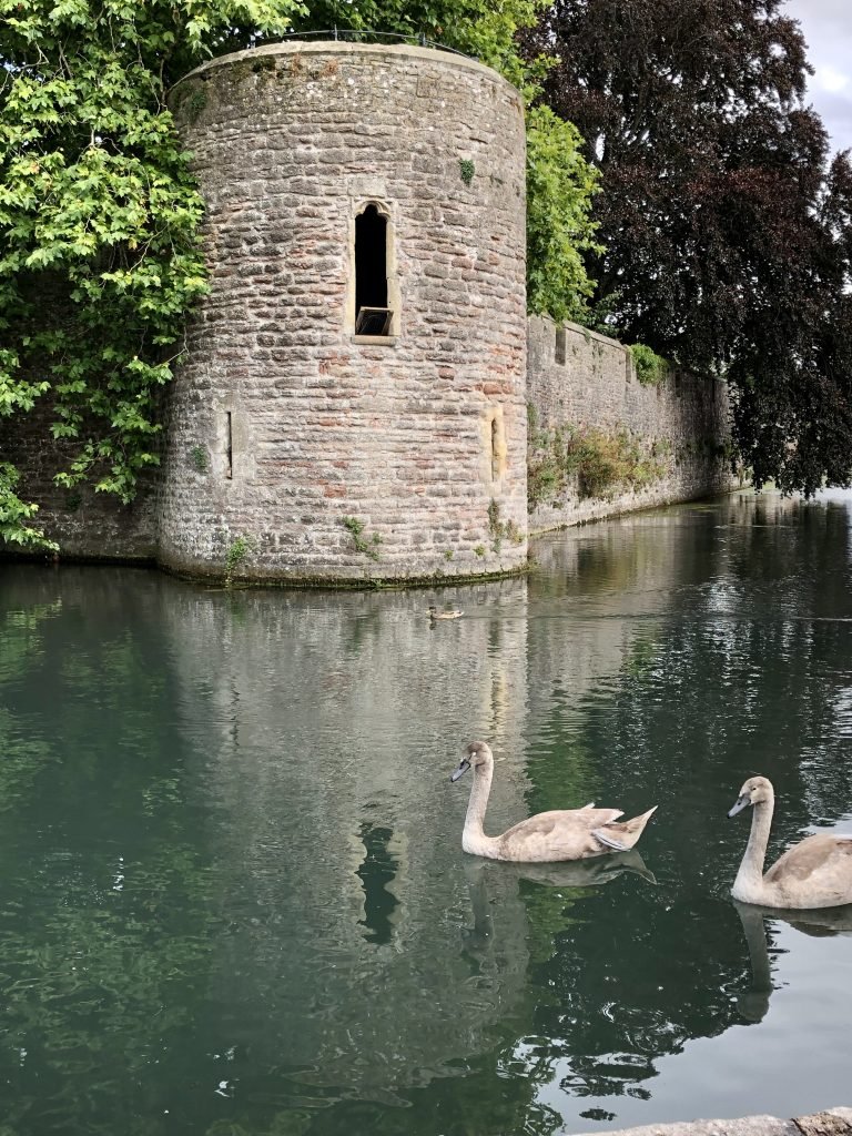 Cygnates on the moat at the Bishop's Palace, Wells