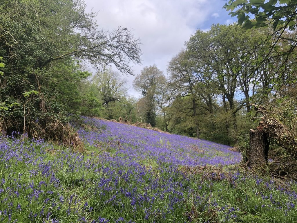 Field of bluebells at Prior's Wood