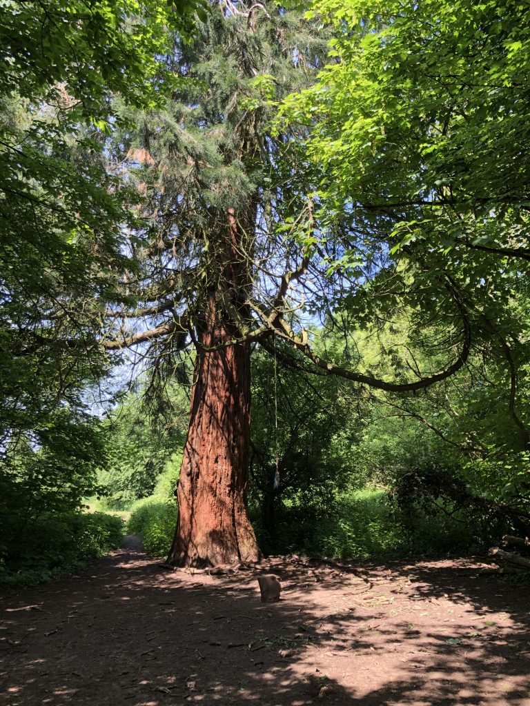 Redwood at Cadbury Hill Nature Reserve