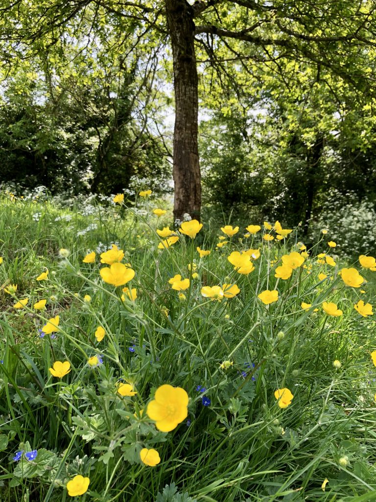 Spring Flowers