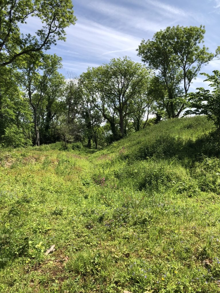Ramparts of the Iron Age Hillfort on Cadbury Hill, Congresbury