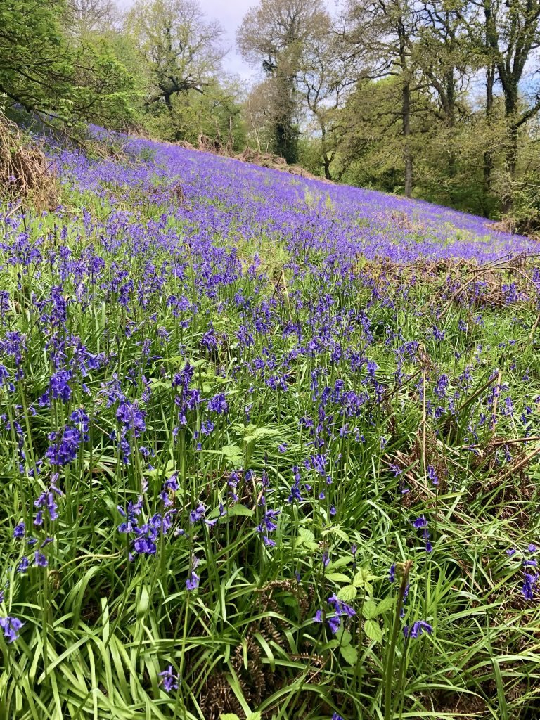 Bluebells