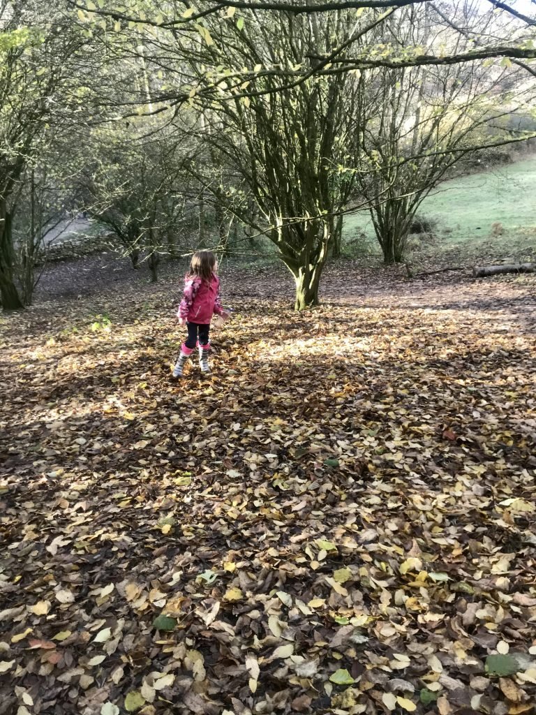 woods at Cheddar Gorge