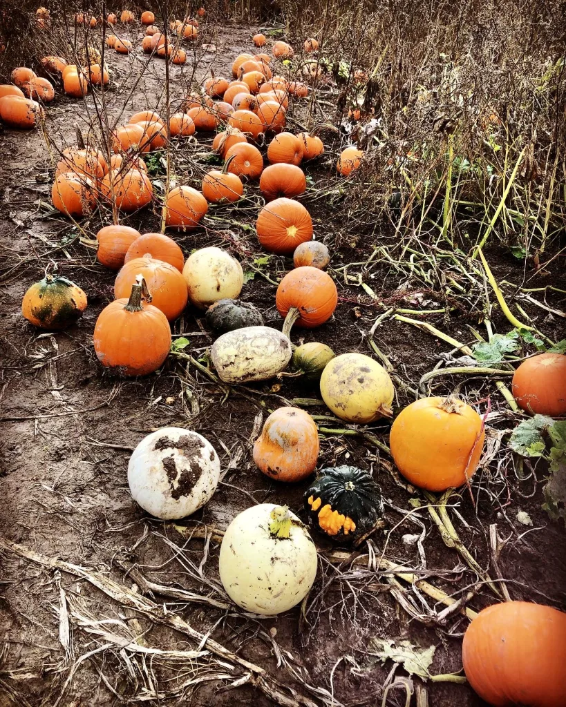 Pumpkins
