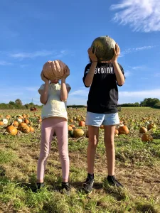Pumpkin picking in Somerset