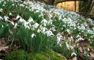 The Best Places to see Snowdrops in Somerset 2024
