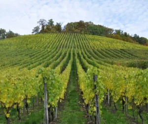 Vineyard in Somerset