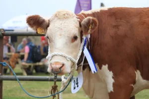 Agricultural Shows in Somerset
