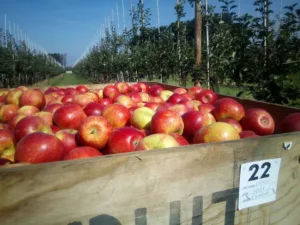 Pick your own in Somerset, North Perrott Farm. Apple & Harvest Events in Somerset