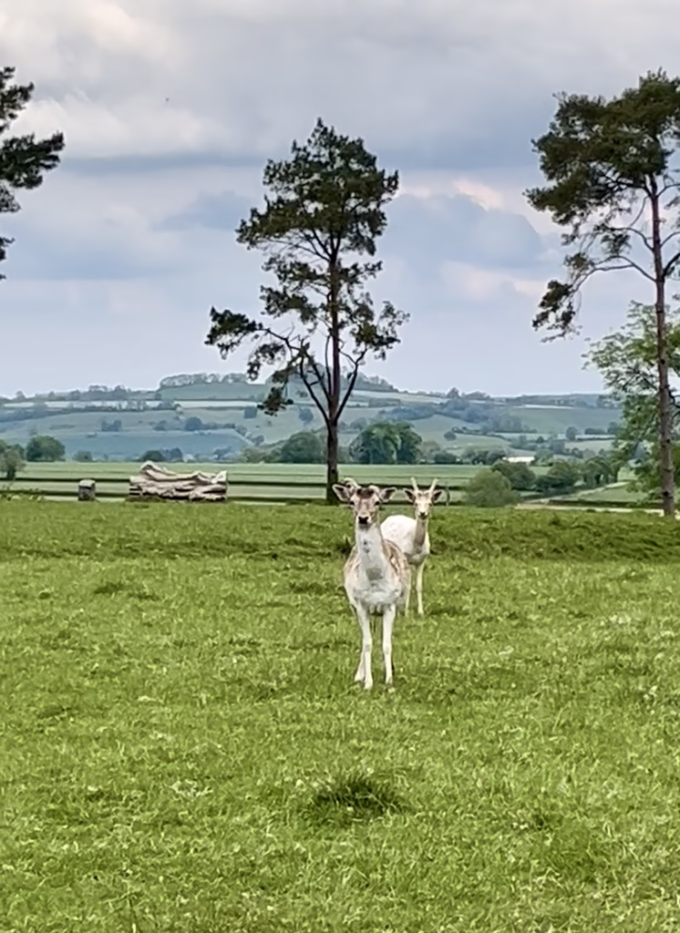 Deer at The Newt in Somerset