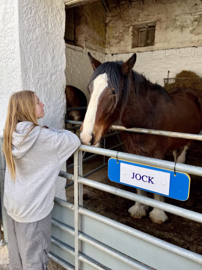 Animals at Heads of Ayr Farm Park