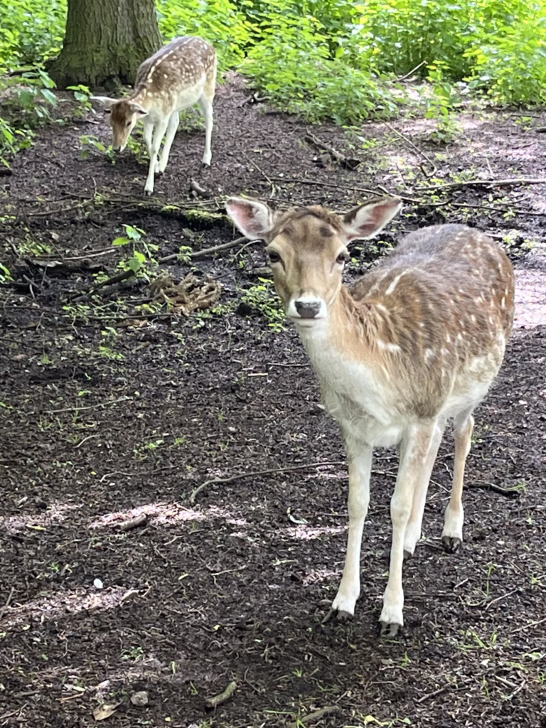 Deer at Dean Castle park, Ayrshire