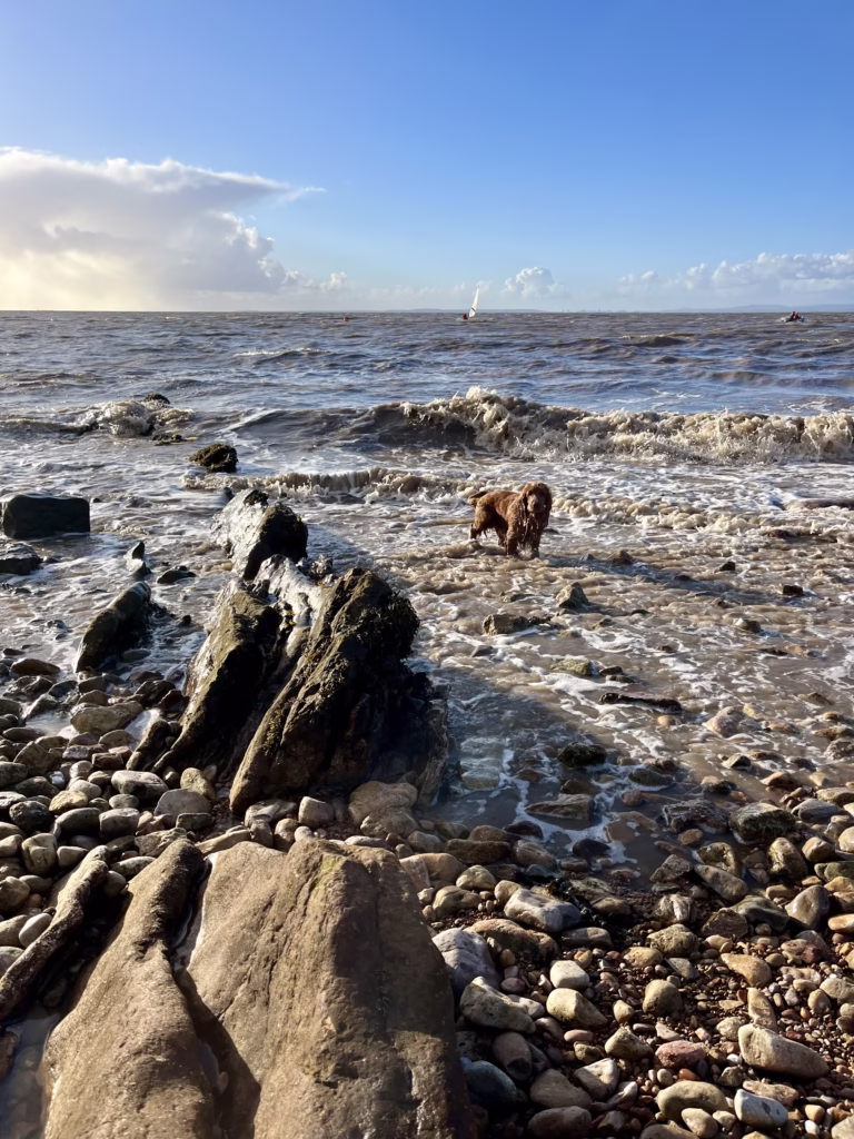 Dog paddling in the Bristol Channel