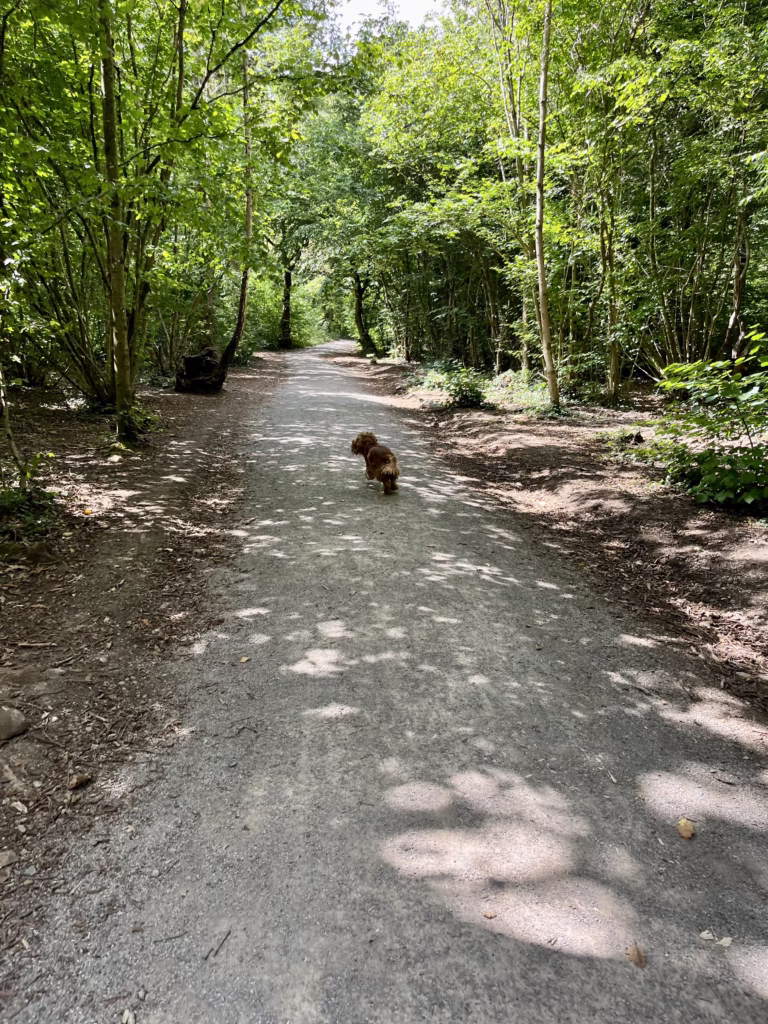 Dog Walk in Leigh Woods, North Somerset