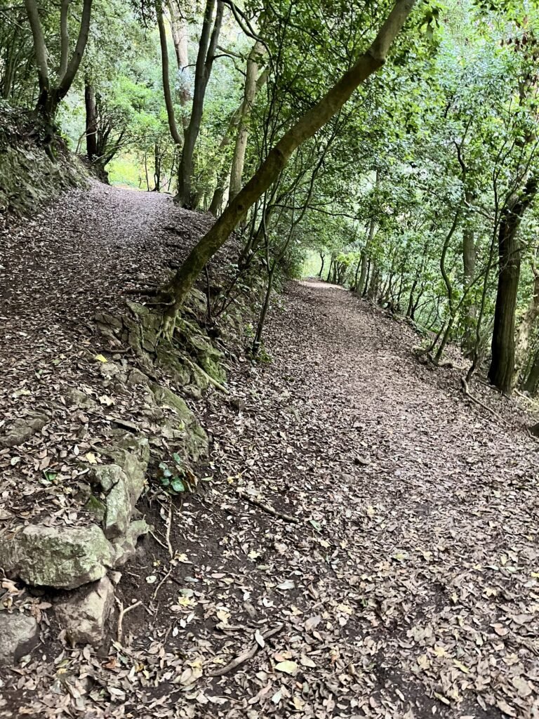Zig-zag paths uphill in Court Woods