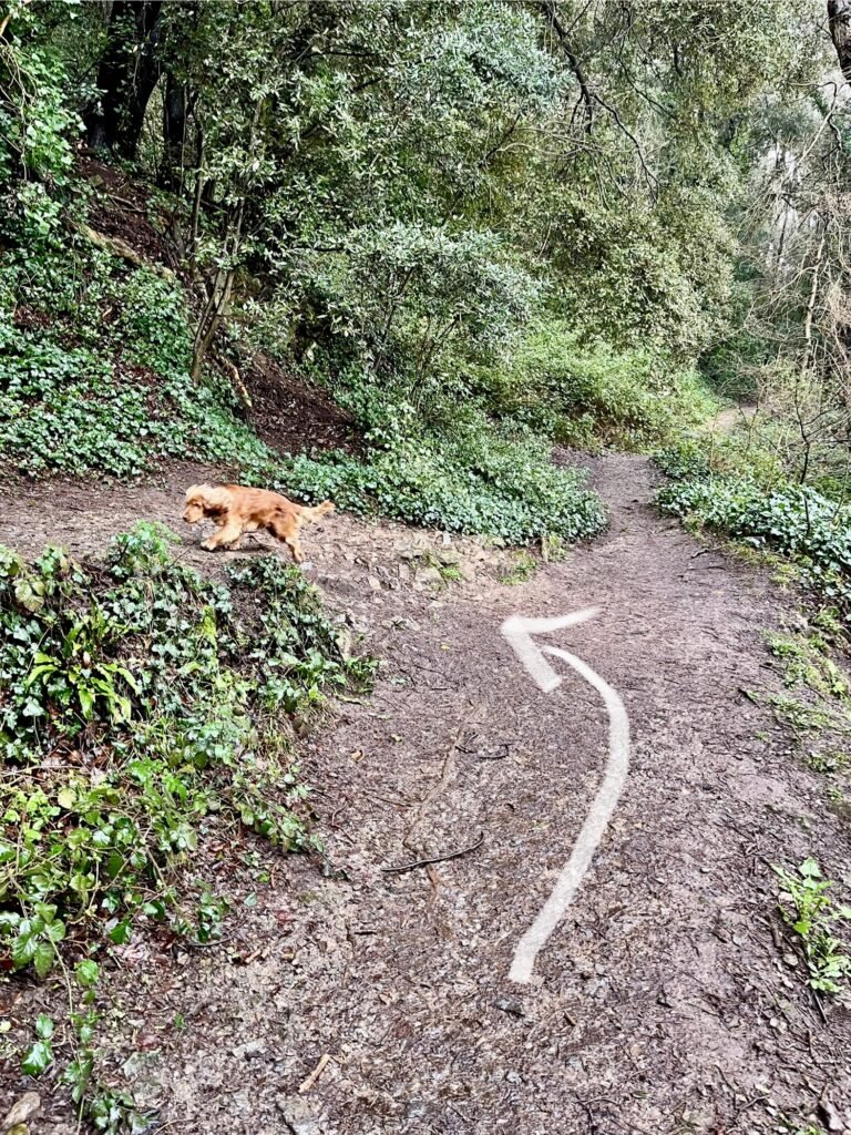 Court wood and Norton's Wood Trail