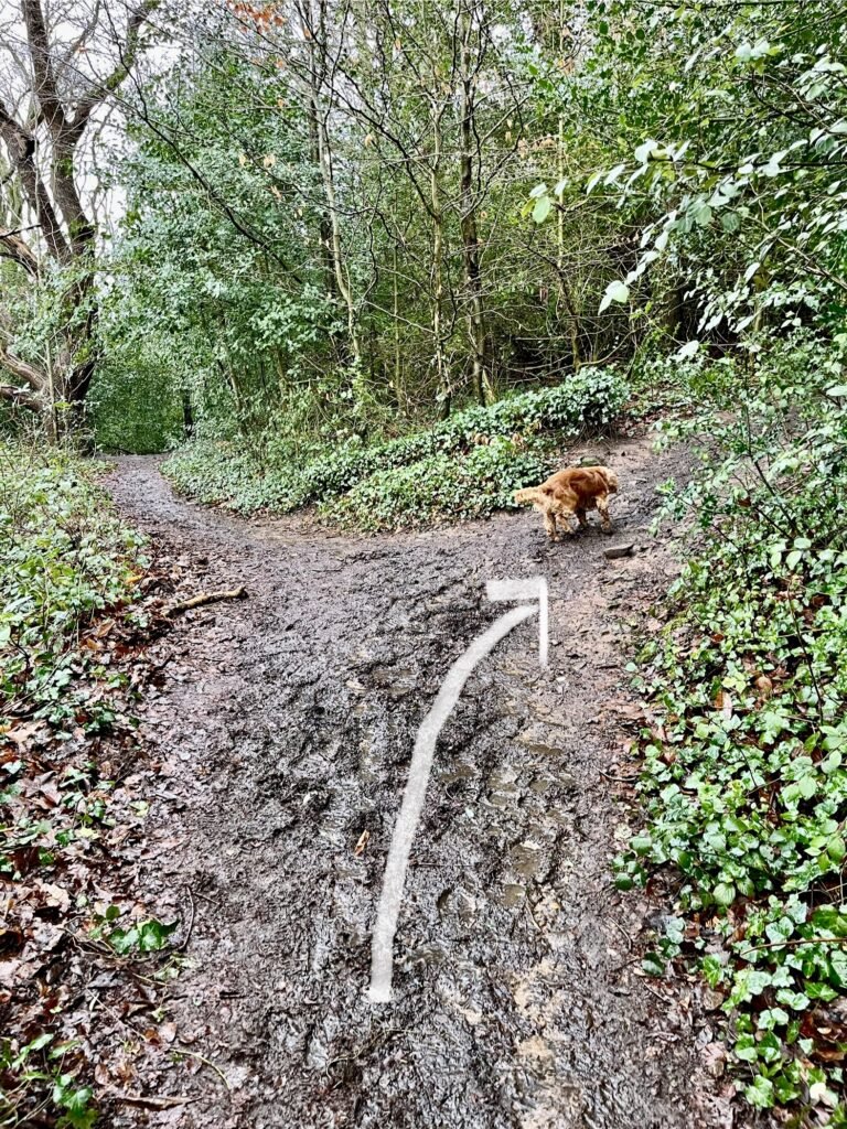 Woodland Trail in Court Woods Clevedon