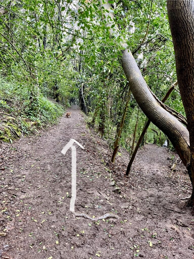 Terraced paths in Court Woods Clevedon