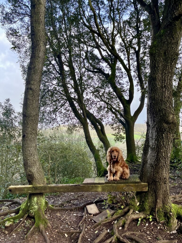 Clevedon Court Woods