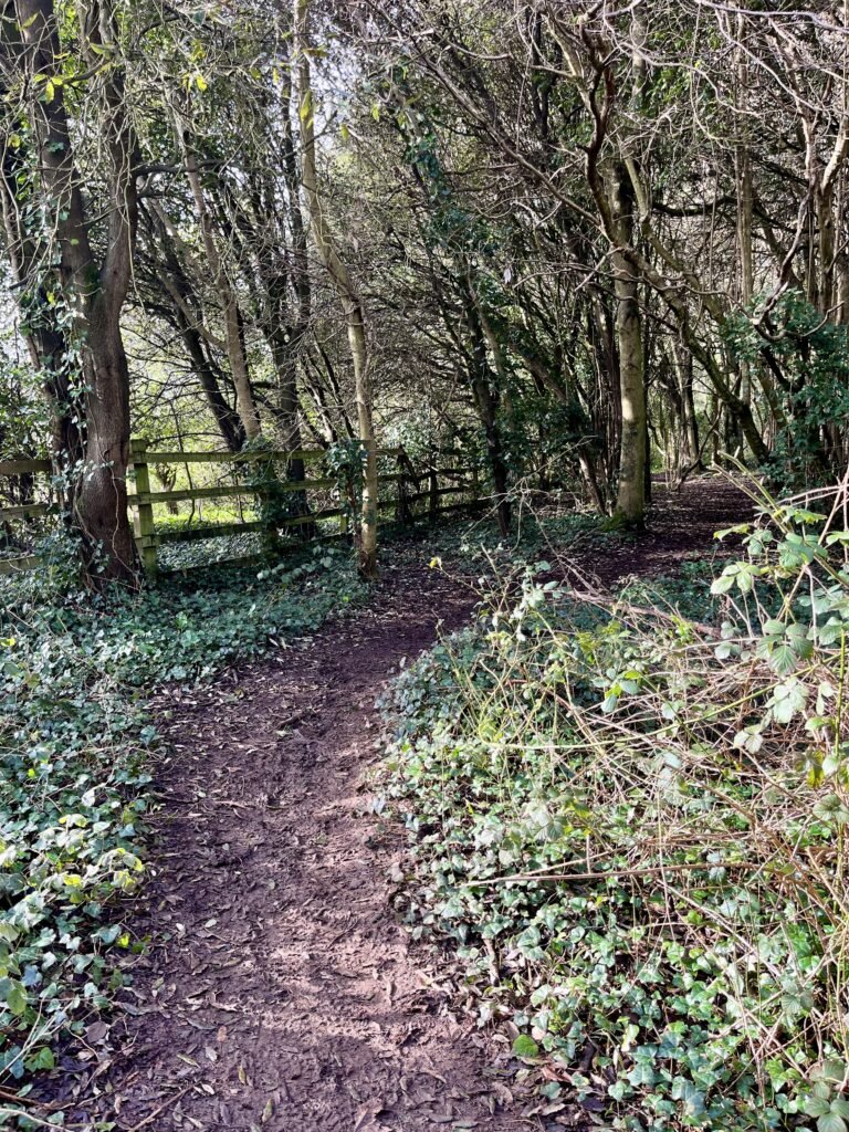 Path in Court Woods/Nortons Wood walk