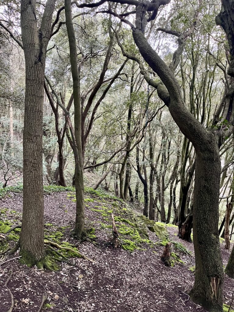 Top of Foxes Cave - view from the path in Court Wood, Clevedon