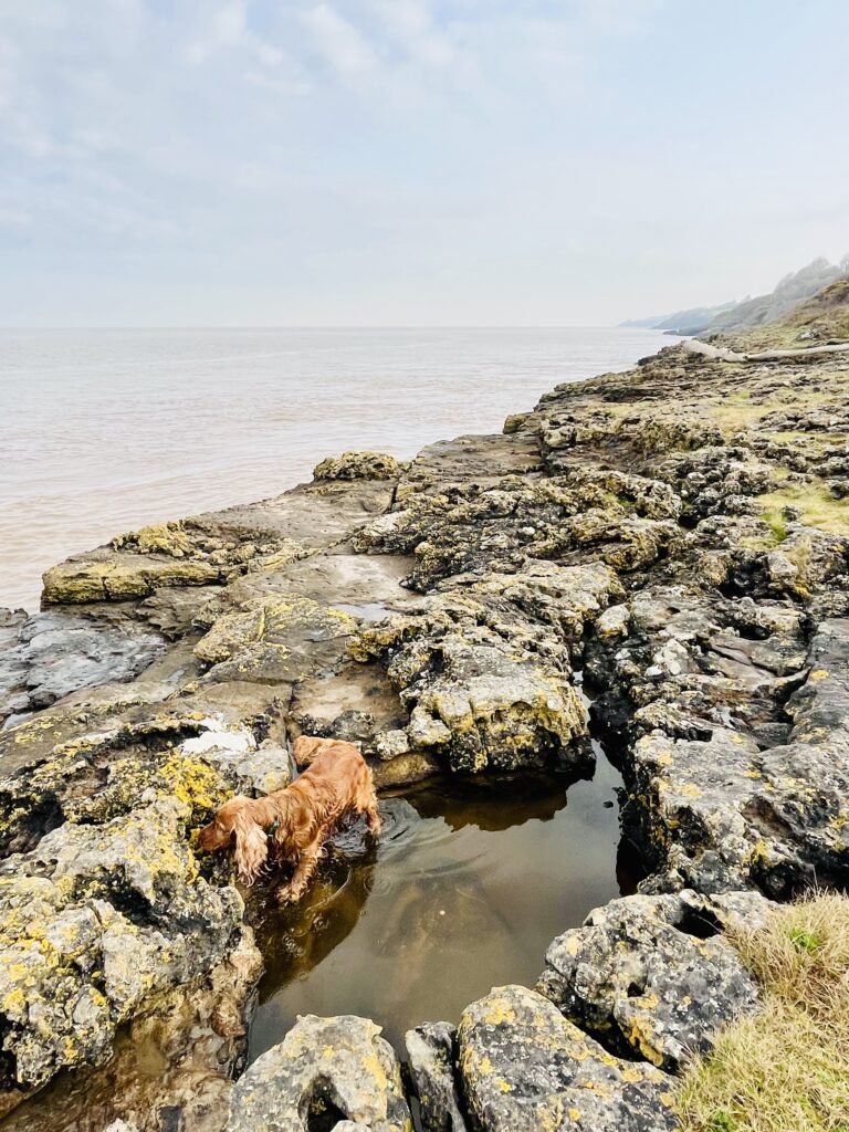 Rock pools along the North Somerset coast