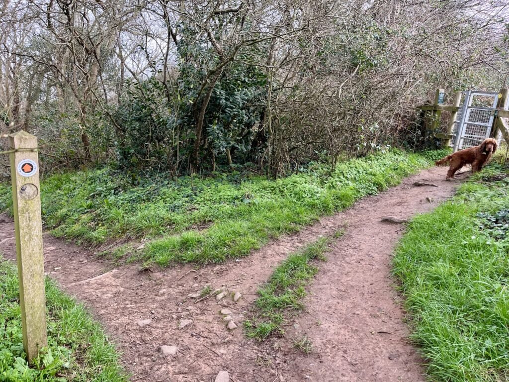 Split in the coast path