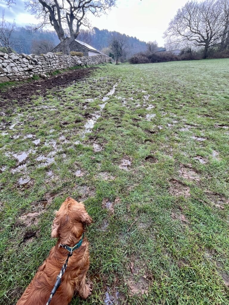Muddy part of the field.