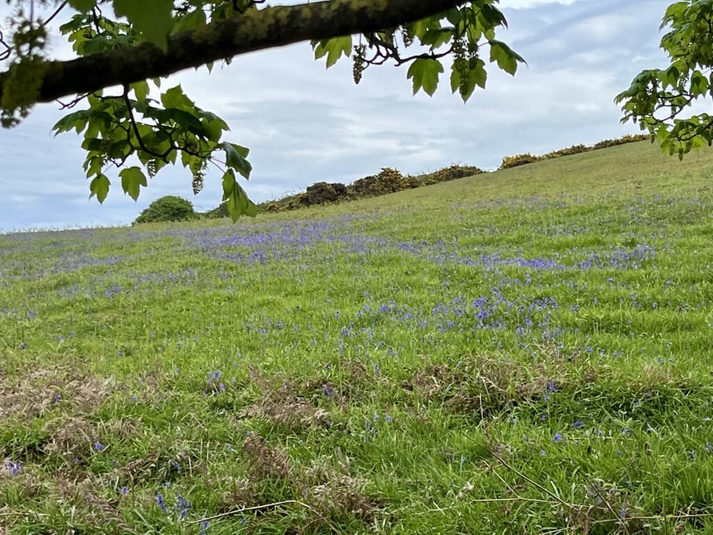 Bluebells in the field