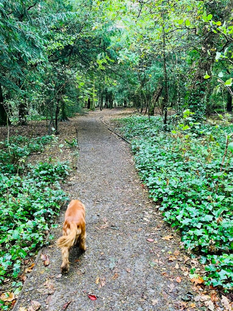 Worlebury Woods, Weston super Mare