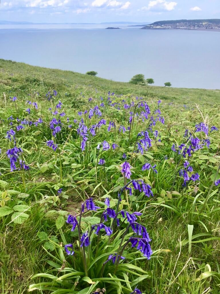 Bluebells at Brean Down, Weston super Mare