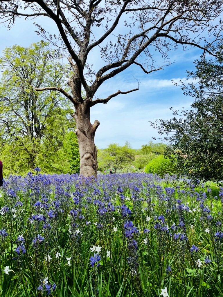 Bishops Palace Gardens, Wells Somerset