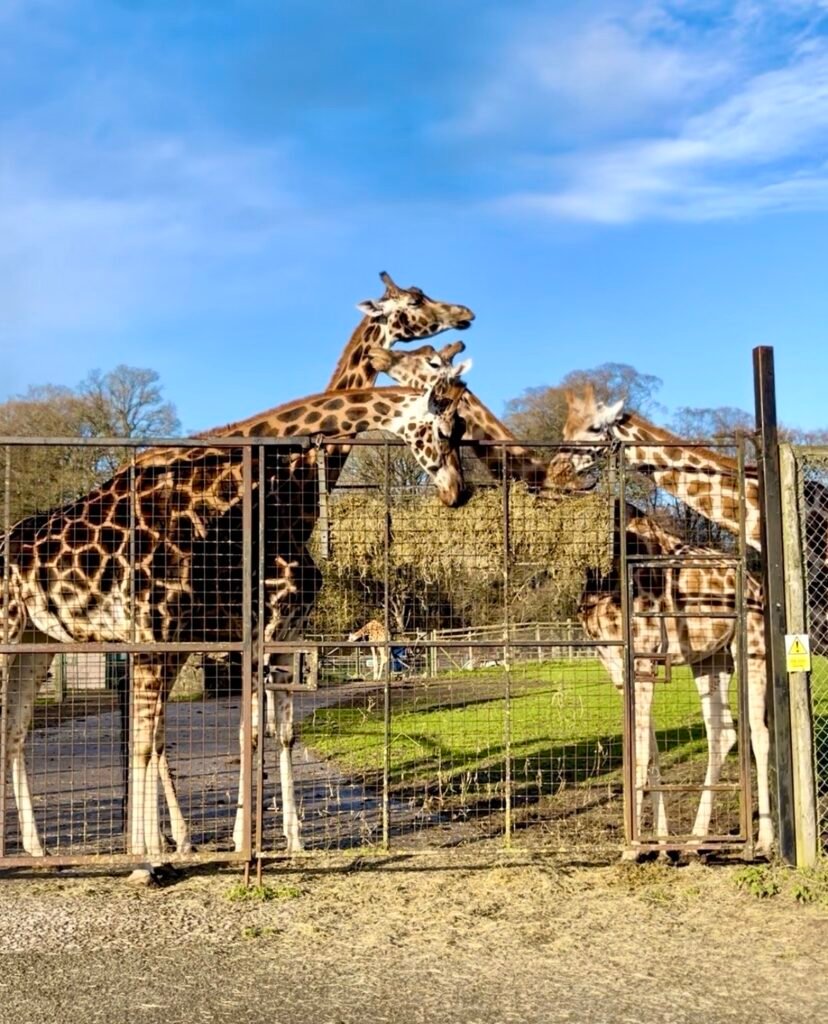 Giraffes at Longleat Safari Park