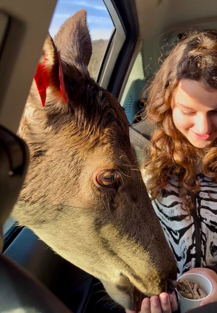 Feeding deer at Longleat Safari Park