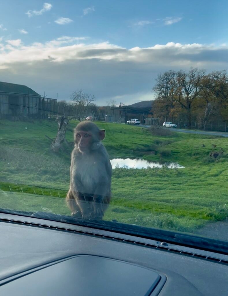 Longleat Safari Park, Monkey drive-through