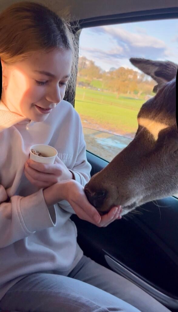 Feeding the deer
