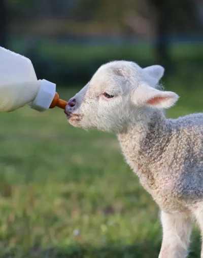 Lambing Events in Somerset